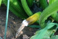 Zucchini rot in the garden