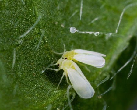 זרימה לבנה חממה