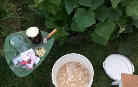 Краставица мая