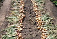 hành tây củ cải