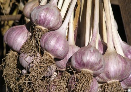 garlic