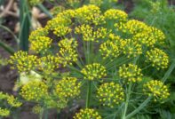 Копър чадър