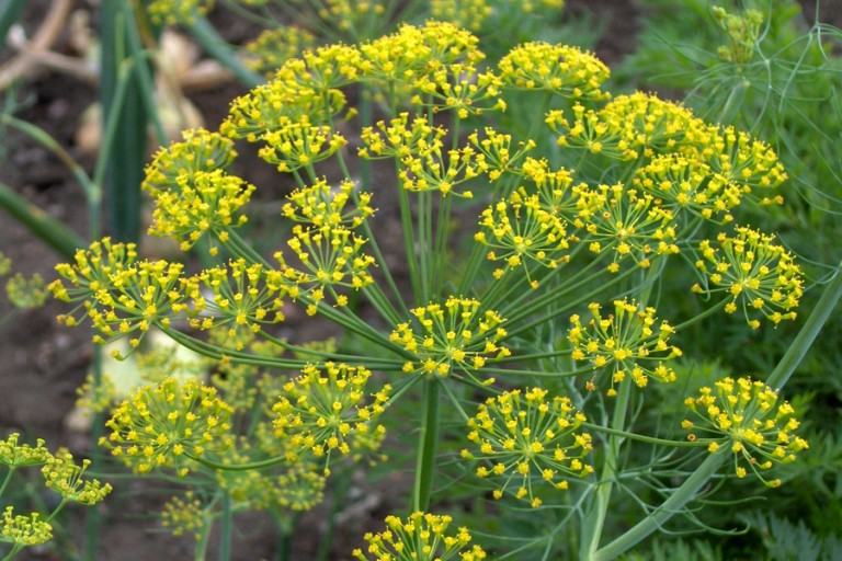 Копър чадър