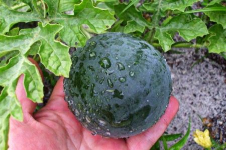 Watermelon in the garden