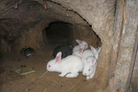 rabbits in the pit