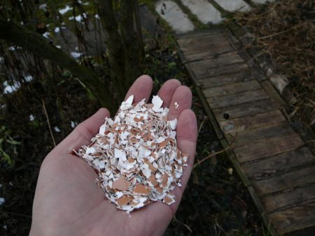 въвеждане на яйчни черупки под растения