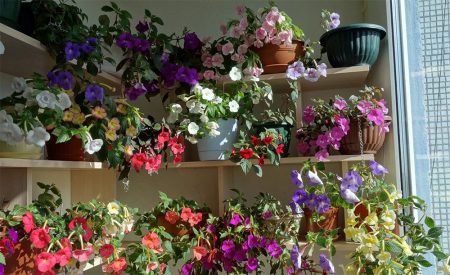 indoor plants in August