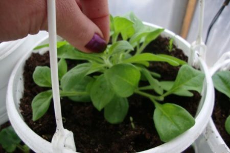 ампелна петуния