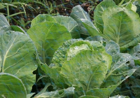 ứng dụng cho bắp cải