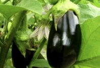 Eggplant in the greenhouse