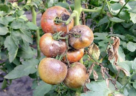 Засегнати домати