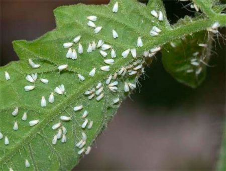 Дребни вредители