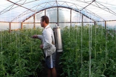 Човек преработва домати в оранжерия