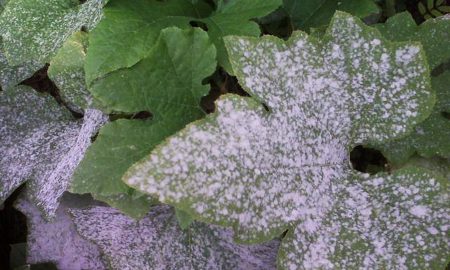 עלים לבנים של מלפפונים