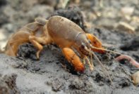 Мечка в градината