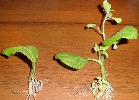 резници от петуния