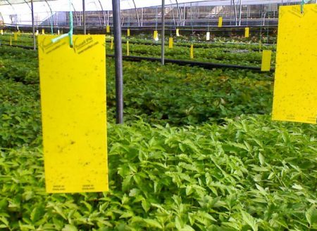 Механичен метод за контрол на насекомите