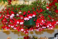 Фуксия в страната