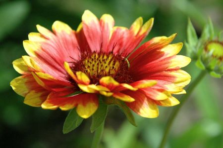 Хилардия хибрид