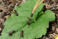 Мравки в градината