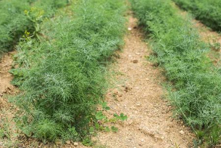 Зелените в градината