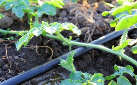 drip irrigation
