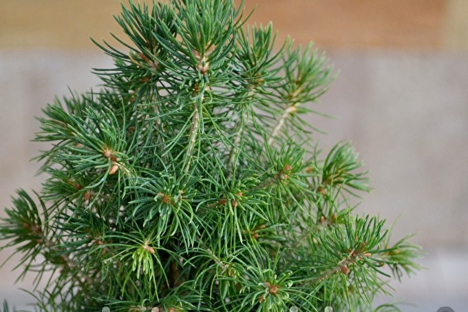 Dwarf tree, care and planting