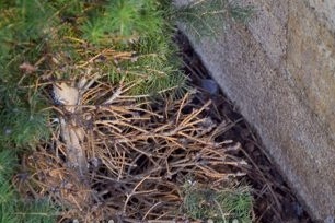 Shute at the fir trees