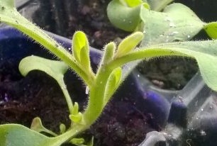 хавлиена петуния