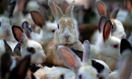 rabbit breeds