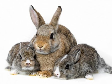 rabbit breeding at home
