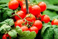 Мързеливи домати