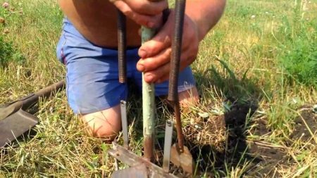 Trap for mole rats and moles