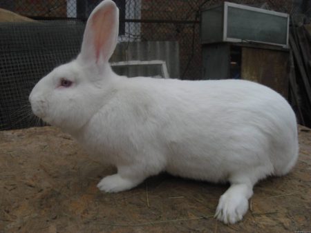 meat breeds of rabbits