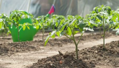 Pirmasis maitinimas amoniaku