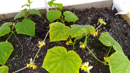 אין מספיק דשן למלפפונים