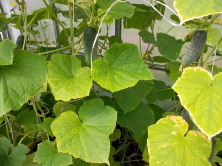 מחסור בחנקן