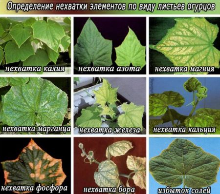 חוסר תזונה למלפפונים