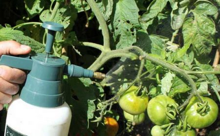 Amoniako pomidoras 4