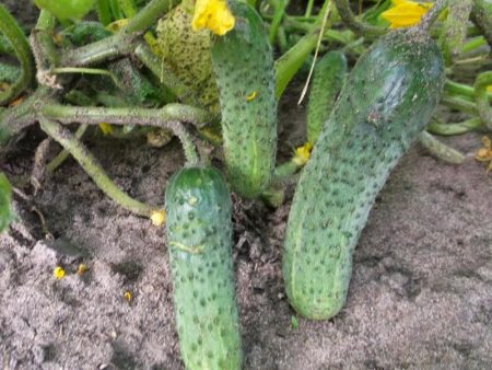 cucumbers