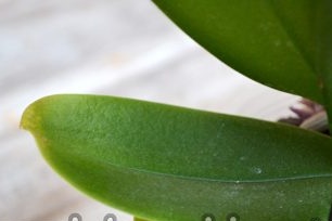 הסדין עשוי ליפול