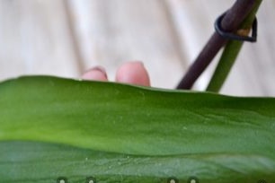 סחלבים של ריקבון פוסריום