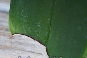 קרניים ישירות