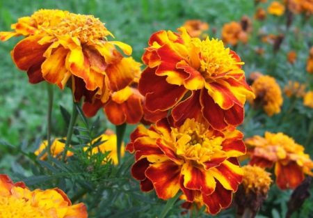 Тинктура от невен