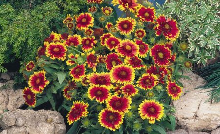 Характеристики на Gaillardia