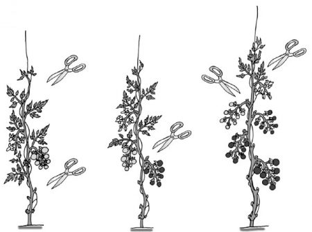 זנים גבוהים