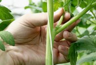 доведени деца