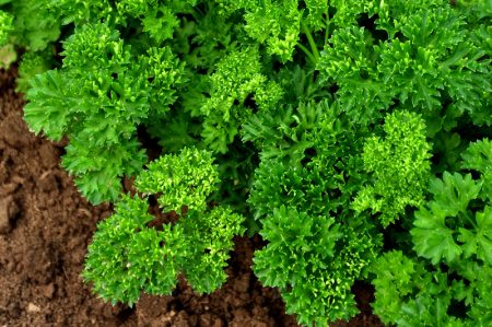 parsley