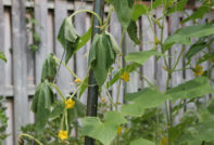 краставици