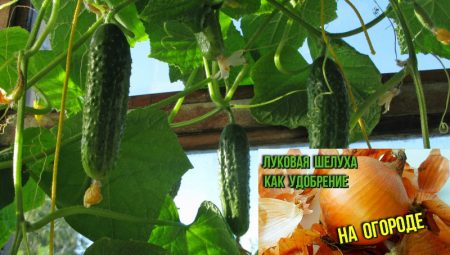 קליפות בצל למלפפונים